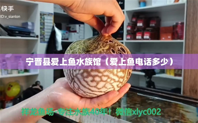 宁晋县爱上鱼水族馆（爱上鱼电话多少） 全国水族馆企业名录
