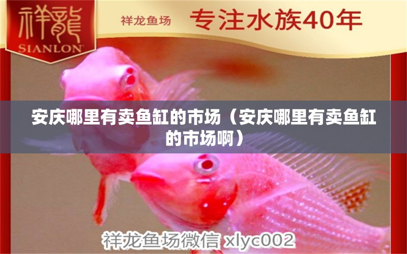 安庆哪里有卖鱼缸的市场（安庆哪里有卖鱼缸的市场啊）