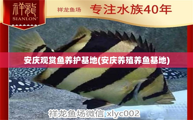 安庆观赏鱼养护基地(安庆养殖养鱼基地) 鹦鹉鱼