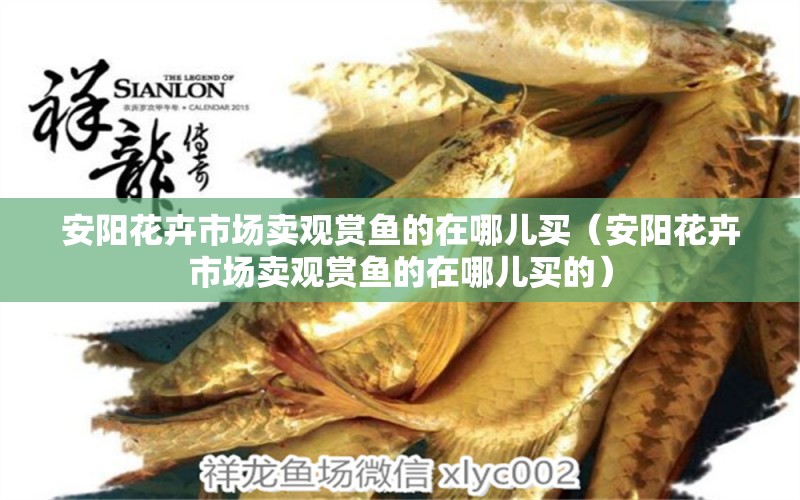 安阳花卉市场卖观赏鱼的在哪儿买（安阳花卉市场卖观赏鱼的在哪儿买的） 祥龙水族医院