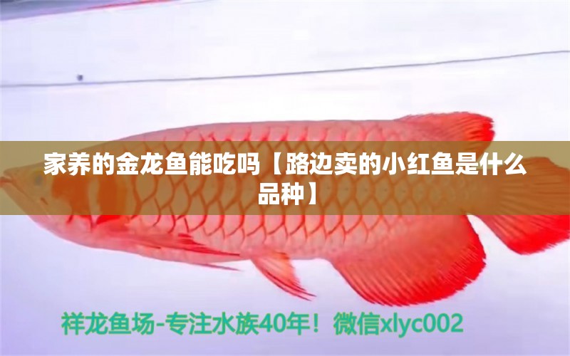家养的金龙鱼能吃吗【路边卖的小红鱼是什么品种】