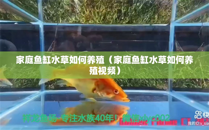 家庭鱼缸水草如何养殖（家庭鱼缸水草如何养殖视频）