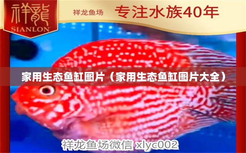 家用生态鱼缸图片（家用生态鱼缸图片大全） 白子红龙鱼