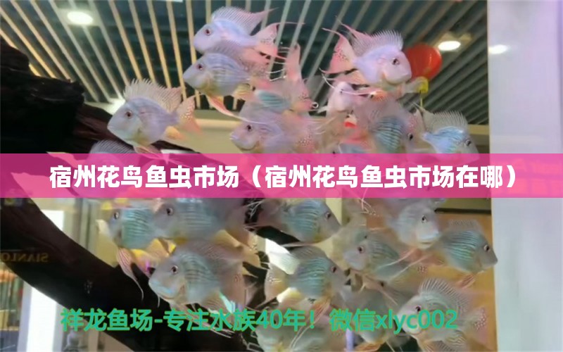 宿州花鸟鱼虫市场（宿州花鸟鱼虫市场在哪） 观赏鱼水族批发市场