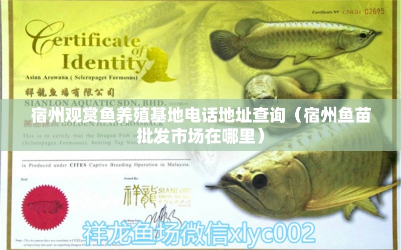 宿州观赏鱼养殖基地电话地址查询（宿州鱼苗批发市场在哪里）
