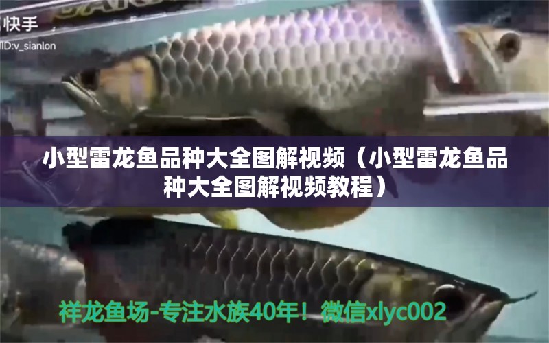 小型雷龙鱼品种大全图解视频（小型雷龙鱼品种大全图解视频教程）
