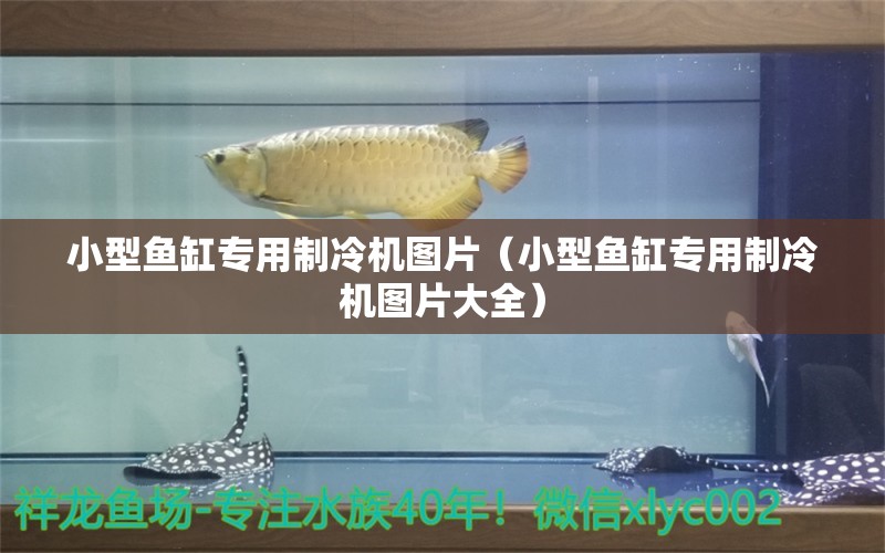 小型鱼缸专用制冷机图片（小型鱼缸专用制冷机图片大全） 观赏鱼市场（混养鱼）