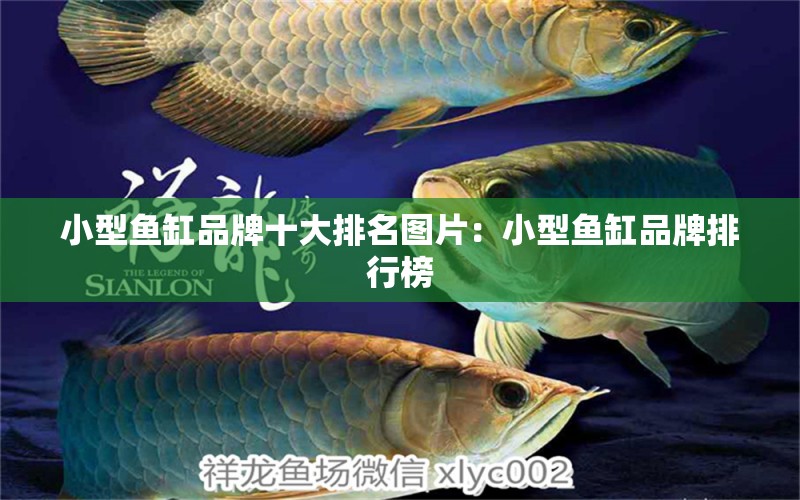 小型鱼缸品牌十大排名图片：小型鱼缸品牌排行榜 广州龙鱼批发市场