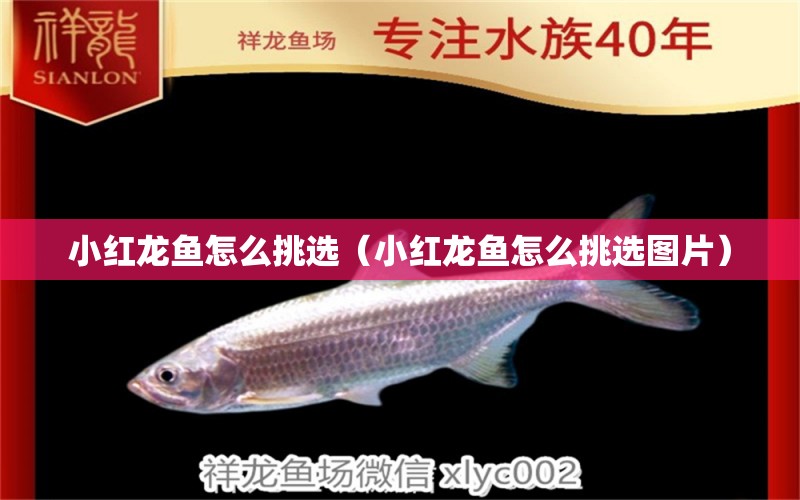 小红龙鱼怎么挑选（小红龙鱼怎么挑选图片） 广州龙鱼批发市场