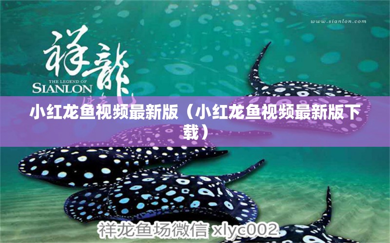 小红龙鱼视频最新版（小红龙鱼视频最新版下载） 广州龙鱼批发市场