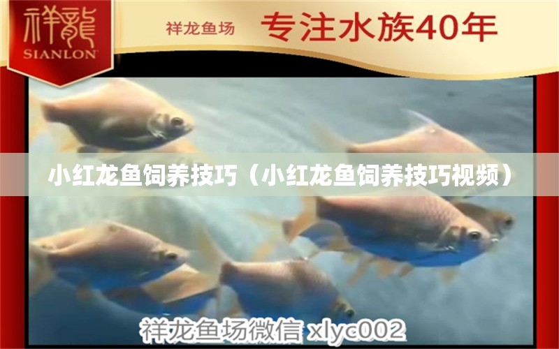 小红龙鱼饲养技巧（小红龙鱼饲养技巧视频） 广州龙鱼批发市场
