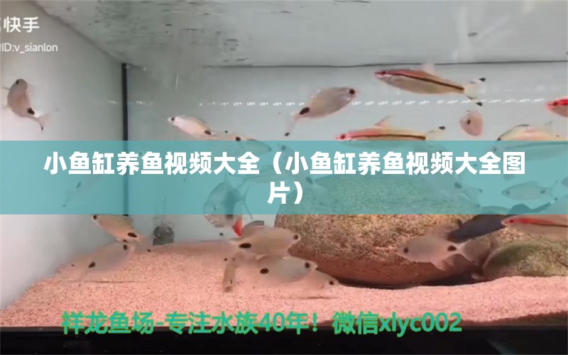 小鱼缸养鱼视频大全（小鱼缸养鱼视频大全图片） 其他品牌鱼缸