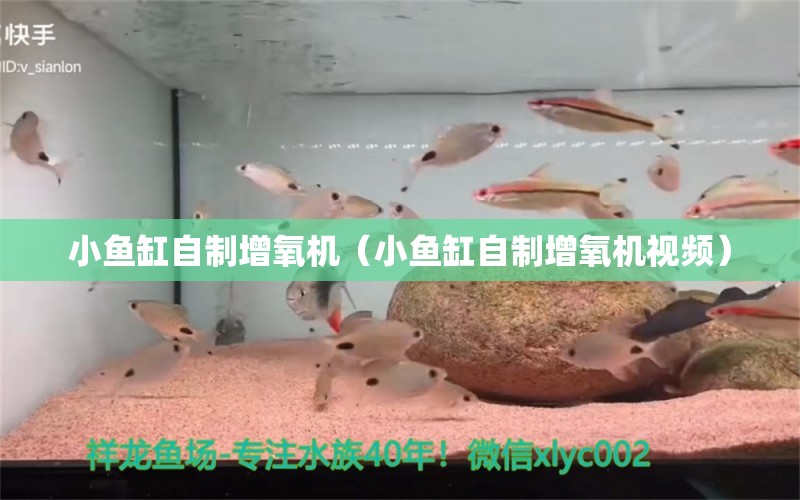 小鱼缸自制增氧机（小鱼缸自制增氧机视频） 祥龙鱼场