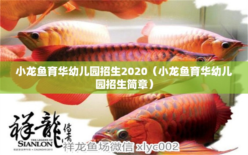 小龙鱼育华幼儿园招生2020（小龙鱼育华幼儿园招生简章） 鱼缸/水族箱