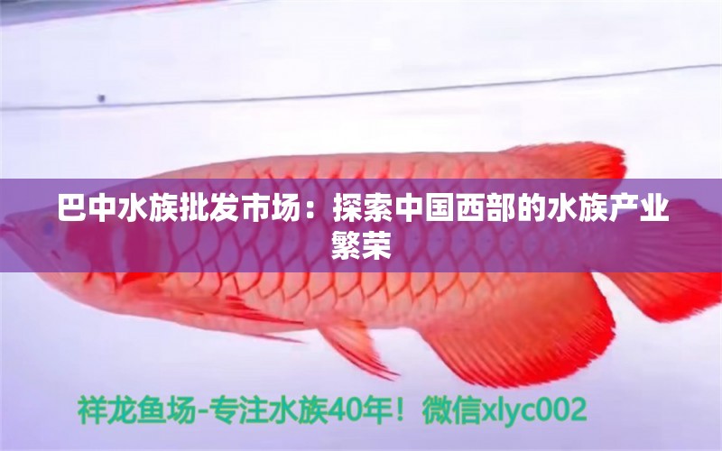 巴中水族批发市场：探索中国西部的水族产业繁荣 广州观赏鱼批发市场