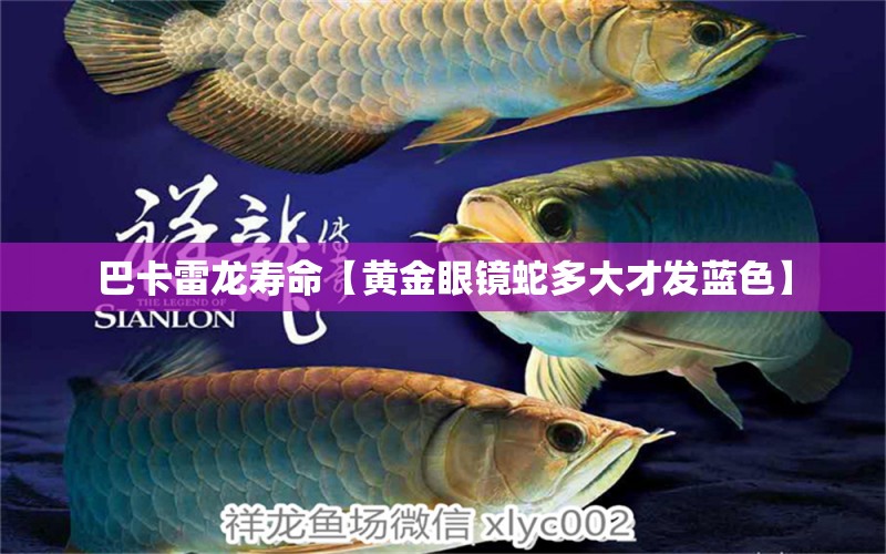 巴卡雷龙寿命【黄金眼镜蛇多大才发蓝色】 巴卡雷龙鱼