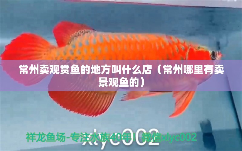 常州卖观赏鱼的地方叫什么店（常州哪里有卖景观鱼的） 广州观赏鱼批发市场