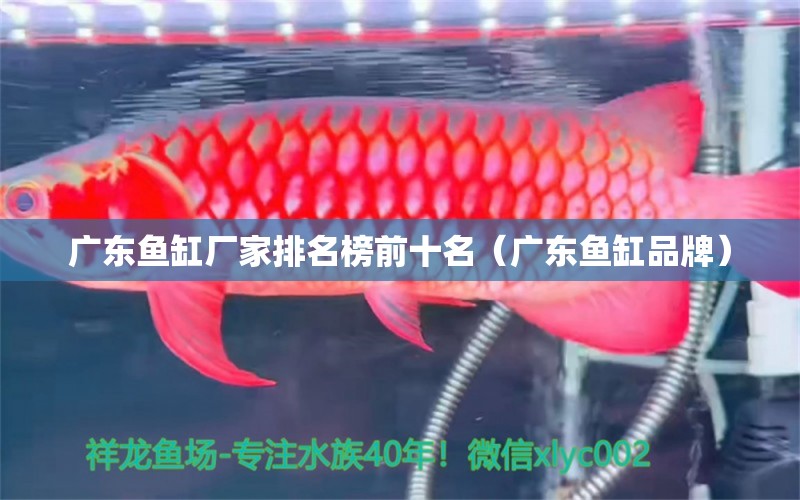广东鱼缸厂家排名榜前十名（广东鱼缸品牌）