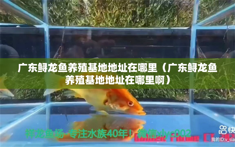 广东鲟龙鱼养殖基地地址在哪里（广东鲟龙鱼养殖基地地址在哪里啊） 祥龙水族医院