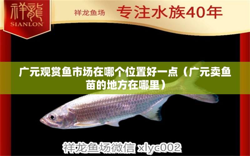 广元观赏鱼市场在哪个位置好一点（广元卖鱼苗的地方在哪里） 绿皮辣椒小红龙