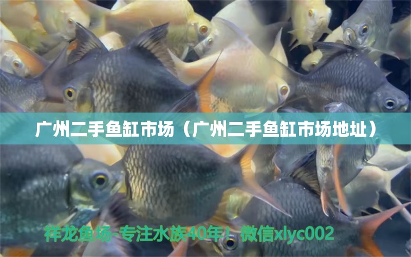 广州二手鱼缸市场（广州二手鱼缸市场地址） 观赏鱼市场（混养鱼）