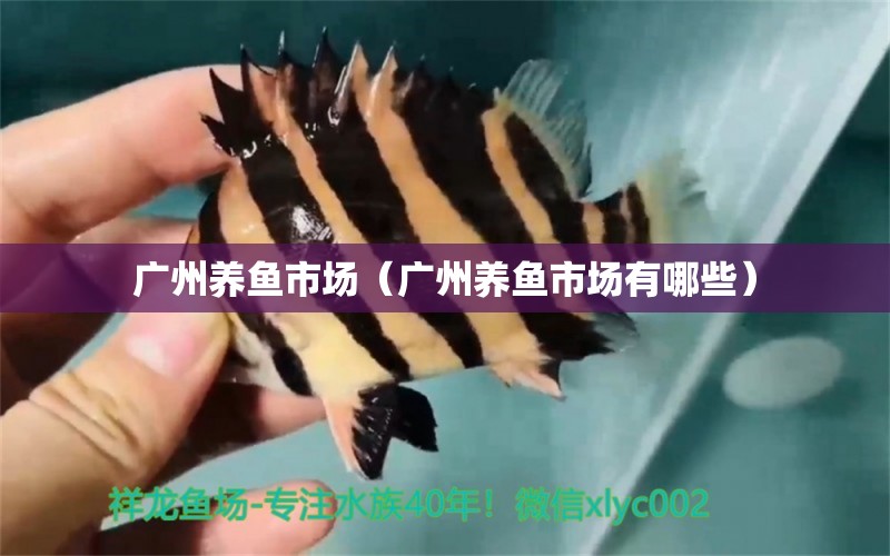 广州养鱼市场（广州养鱼市场有哪些） 广州水族批发市场