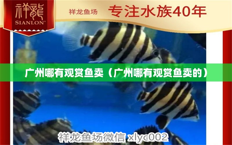 广州哪有观赏鱼卖（广州哪有观赏鱼卖的） 广州水族批发市场