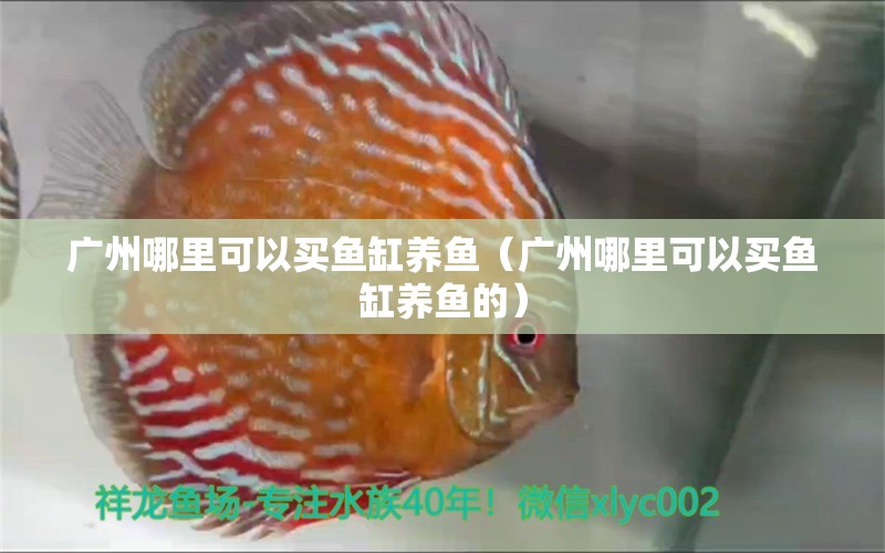 广州哪里可以买鱼缸养鱼（广州哪里可以买鱼缸养鱼的）