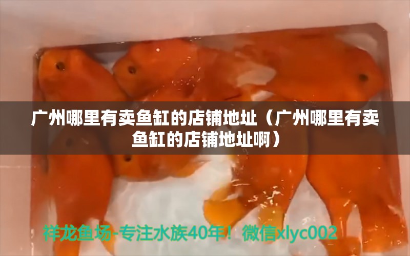 广州哪里有卖鱼缸的店铺地址（广州哪里有卖鱼缸的店铺地址啊） 观赏鱼市场（混养鱼）