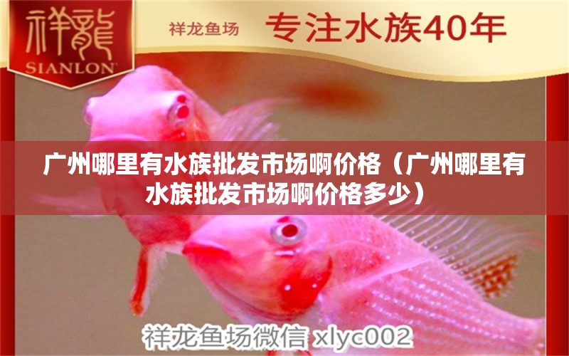 广州哪里有水族批发市场啊价格（广州哪里有水族批发市场啊价格多少） 观赏鱼水族批发市场