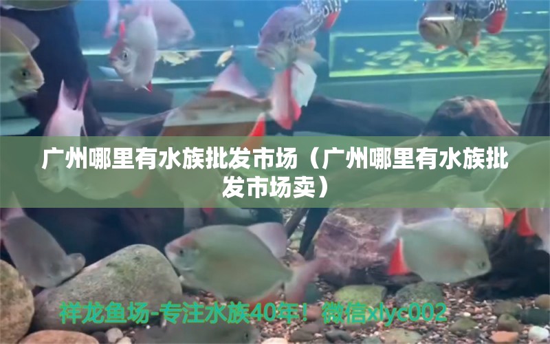 广州哪里有水族批发市场（广州哪里有水族批发市场卖） 月光鸭嘴鱼