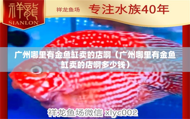 广州哪里有金鱼缸卖的店啊（广州哪里有金鱼缸卖的店啊多少钱） B级过背金龙鱼