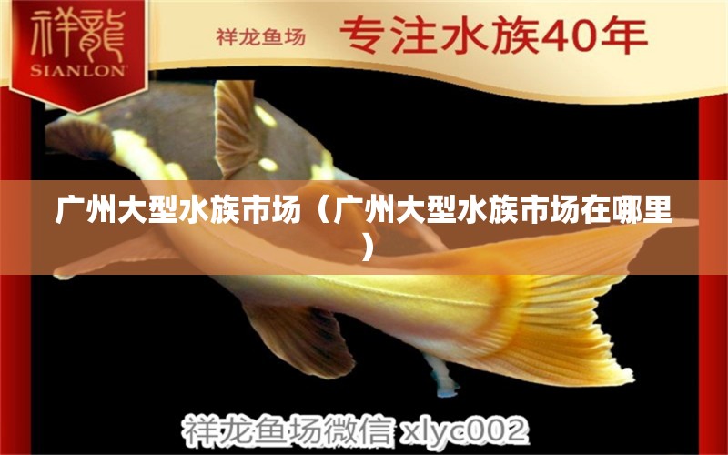 广州大型水族市场（广州大型水族市场在哪里） 广州水族批发市场