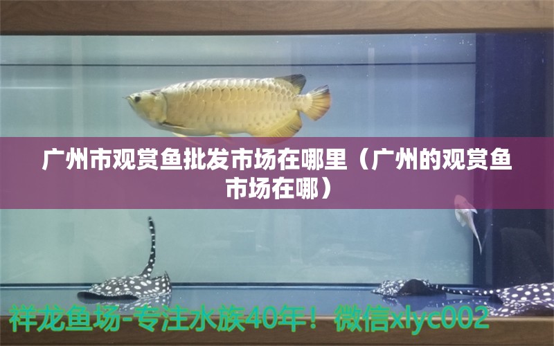 广州市观赏鱼批发市场在哪里（广州的观赏鱼市场在哪） 观赏鱼批发