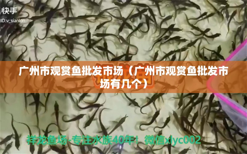 广州市观赏鱼批发市场（广州市观赏鱼批发市场有几个） 观赏鱼批发