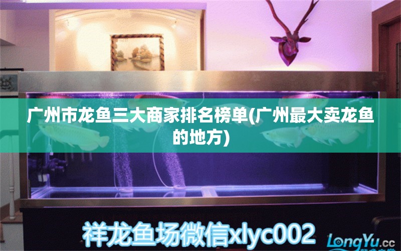 广州市龙鱼三大商家排名榜单(广州最大卖龙鱼的地方) 白子球鲨鱼
