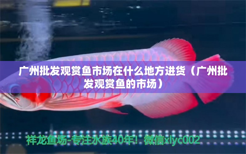 广州批发观赏鱼市场在什么地方进货（广州批发观赏鱼的市场）