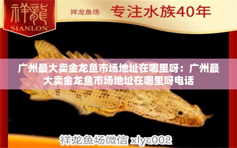 广州最大卖金龙鱼市场地址在哪里呀：广州最大卖金龙鱼市场地址在哪里呀电话 观赏鱼市场（混养鱼）