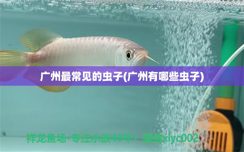 广州最常见的虫子(广州有哪些虫子) 赛级红龙鱼