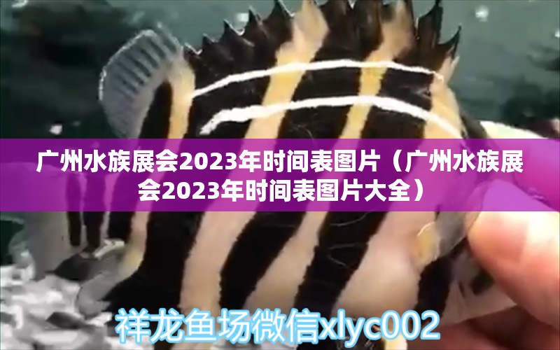 广州水族展会2023年时间表图片（广州水族展会2023年时间表图片大全）