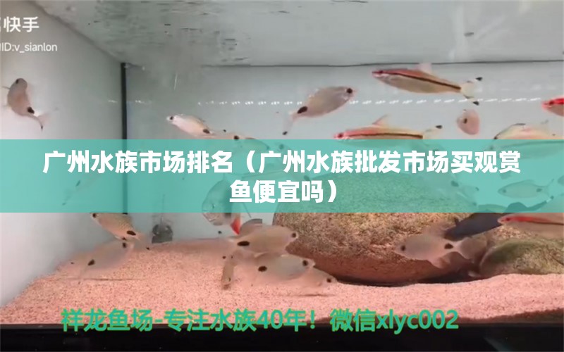 广州水族市场排名（广州水族批发市场买观赏鱼便宜吗）