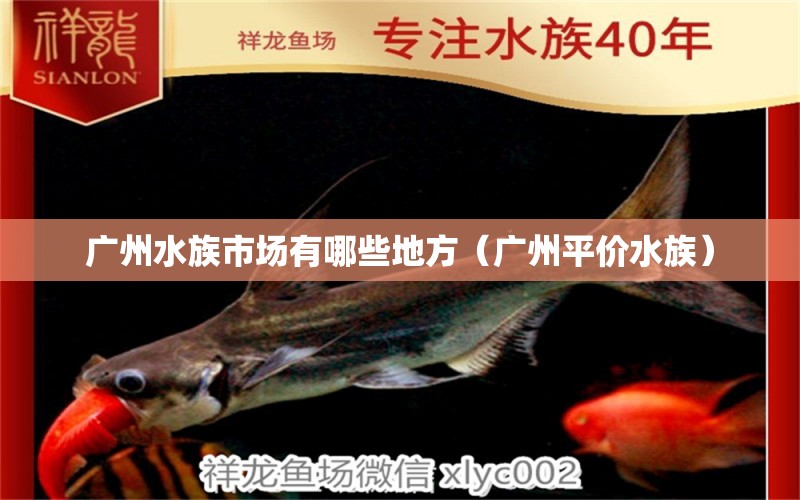 广州水族市场有哪些地方（广州平价水族） 观赏鱼