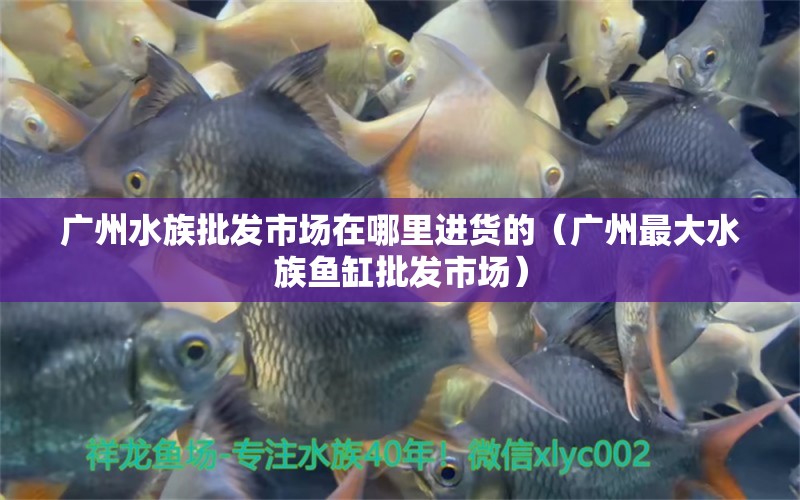 广州水族批发市场在哪里进货的（广州最大水族鱼缸批发市场） 观赏鱼水族批发市场