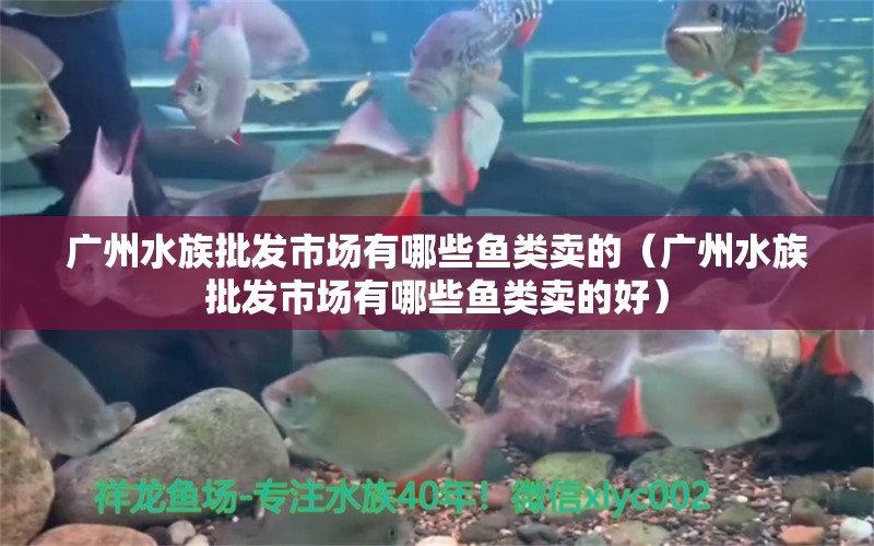 广州水族批发市场有哪些鱼类卖的（广州水族批发市场有哪些鱼类卖的好）