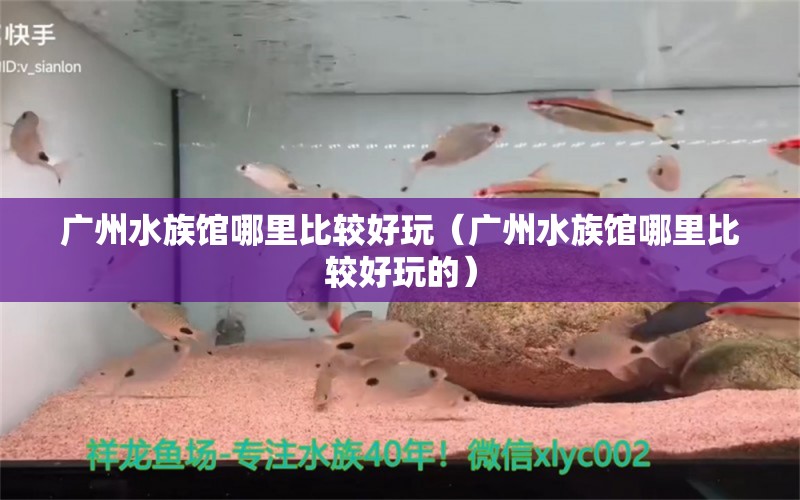 广州水族馆哪里比较好玩（广州水族馆哪里比较好玩的） 广州水族批发市场