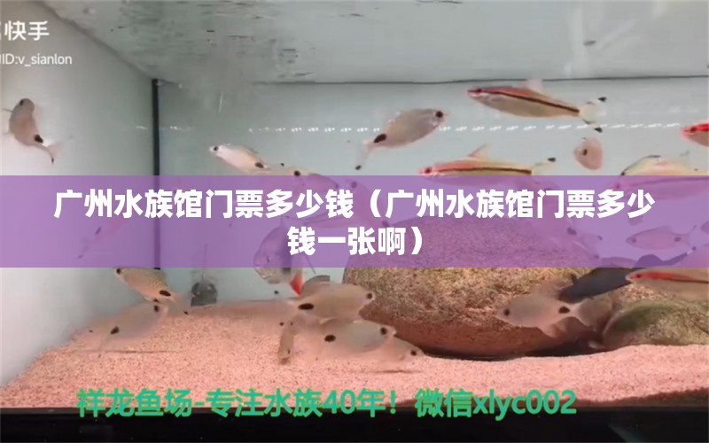广州水族馆门票多少钱（广州水族馆门票多少钱一张啊） 广州水族批发市场