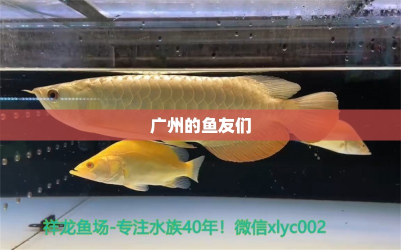 广州的鱼友们 观赏鱼