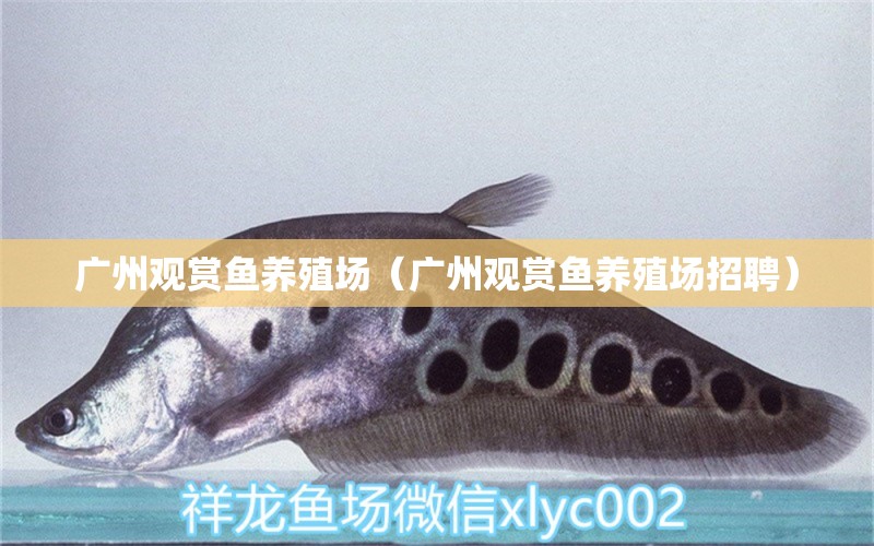 广州观赏鱼养殖场（广州观赏鱼养殖场招聘）