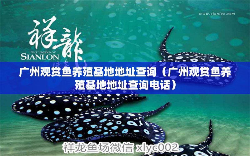 广州观赏鱼养殖基地地址查询（广州观赏鱼养殖基地地址查询电话）