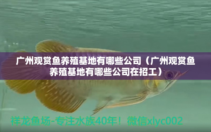 广州观赏鱼养殖基地有哪些公司（广州观赏鱼养殖基地有哪些公司在招工）